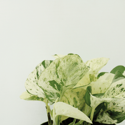 Epipremnum Happy Leaf - Scindapsus - 15cm - ø12 kwartet