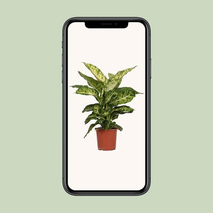 Dieffenbachia Mars