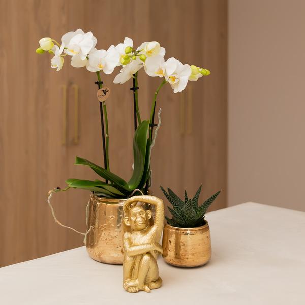 Witte Phalaenopsis orchidee - Amabilis - potmaat Ø9cm
