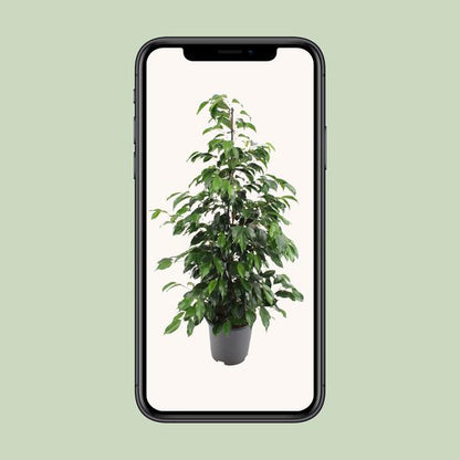 Ficus benjamina Danielle