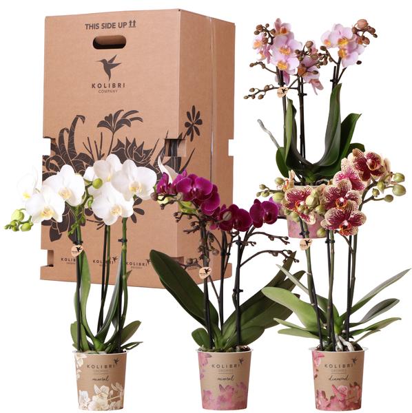 Orchids - Surprise box mix -verrassingsbox met 4 verschillende orchideeën
