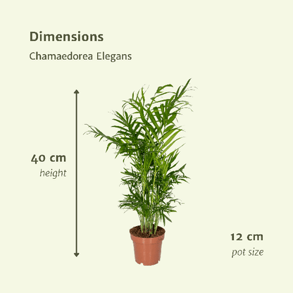 Chamaedorea Elegans (Mexicaanse Bergpalm) - 2 stuks