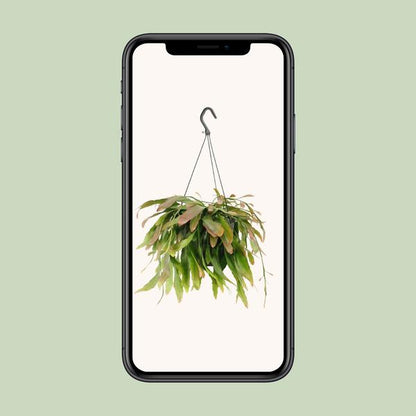 Rhipsalis Red Coral