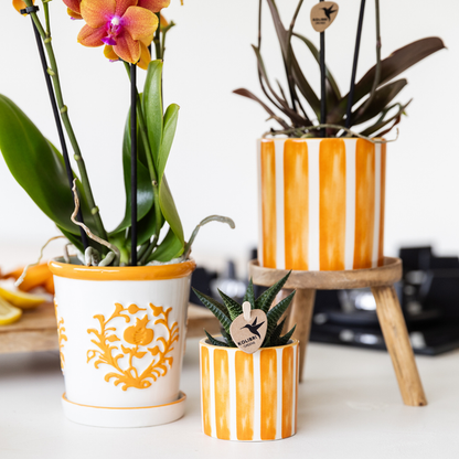 Oranje Phalaenopsis orchidee - Jamaica + Painted Stripe pot oranje