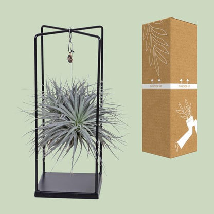 Tillandsia Cube Mix 1 stuk