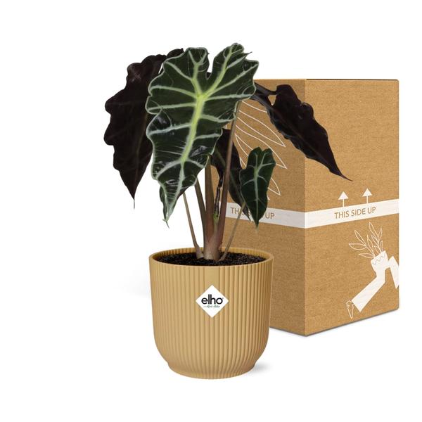 #AlocasiaPolly #IndoorPlants #Houseplants #DecorativePlants #PottedPlants #14cmPot #YellowPot #ELHOVibes #VibesFoldPot #ModernPlantDesign #TropicalPlants #EvergreenPlants #OrnamentalPlants #LowMaintenancePlants #HomeDecor #OfficePlants #LivingRoomPlants #UniqueHouseplants #EasyCarePlants #StatementPlant #GreeneryDecor #PlantLovers #UrbanJungle #PlantParenthood #AirPurifyingPlants