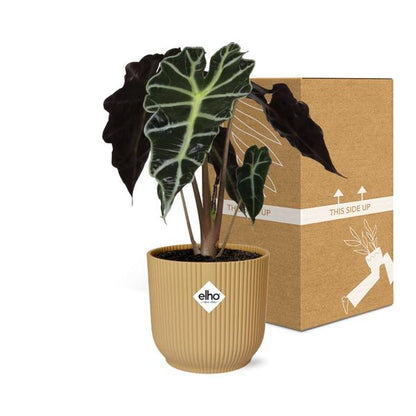 #AlocasiaPolly #IndoorPlants #Houseplants #DecorativePlants #PottedPlants #14cmPot #YellowPot #ELHOVibes #VibesFoldPot #ModernPlantDesign #TropicalPlants #EvergreenPlants #OrnamentalPlants #LowMaintenancePlants #HomeDecor #OfficePlants #LivingRoomPlants #UniqueHouseplants #EasyCarePlants #StatementPlant #GreeneryDecor #PlantLovers #UrbanJungle #PlantParenthood #AirPurifyingPlants