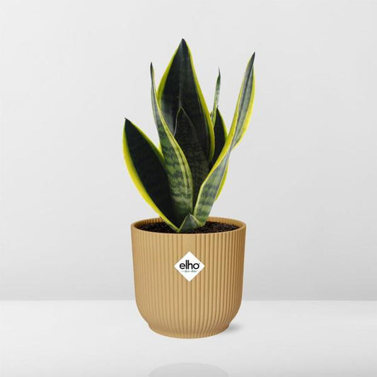 Sansevieria Futura Superba in ELHO Vibes Fold geel