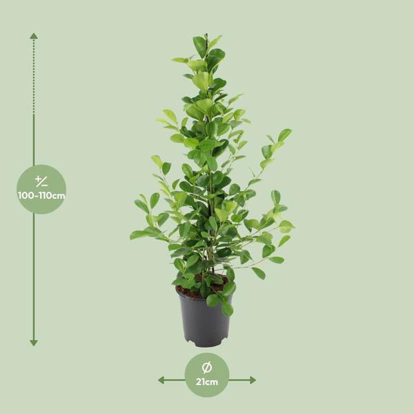 Ficus microcarpa Moclame