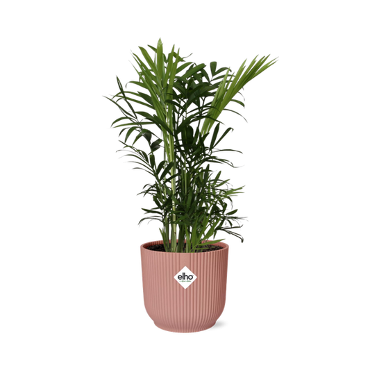 Chamaedorea Elegans in ELHO Vibes Fold roze