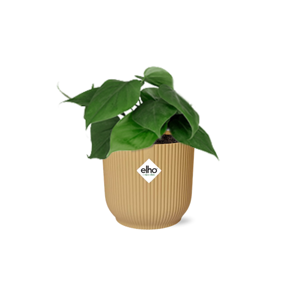 Philodendron Scandens in ELHO Vibes Fold geel