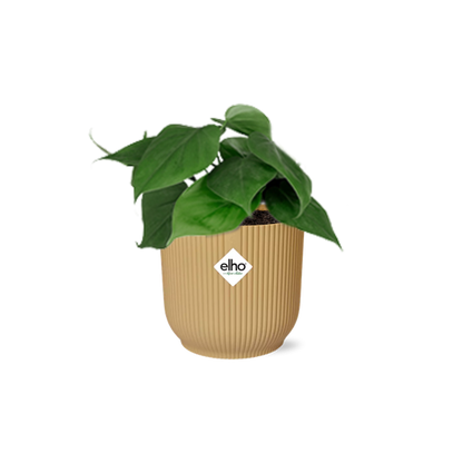 Philodendron Scandens in ELHO Vibes Fold geel