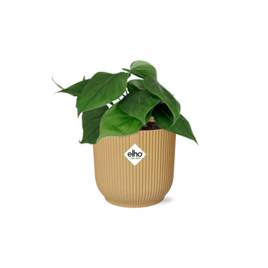 Philodendron Scandens in ELHO Vibes Fold geel