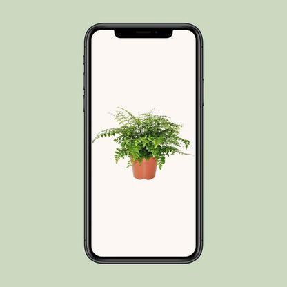 Asplenium Parvati