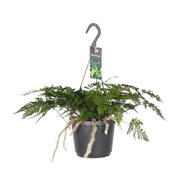 Humata Tyermannii