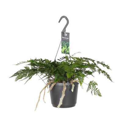 Humata Tyermannii