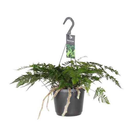Humata Tyermannii