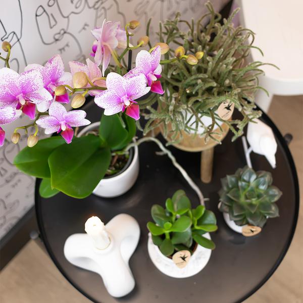 Roze Phalaenopsis orchidee - Mineral Rotterdam