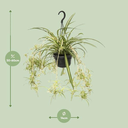 Chlorophytum Comosum Variegatum