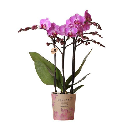 Paars/ roze Phalaenopsis orchidee - Mineral Vienna
