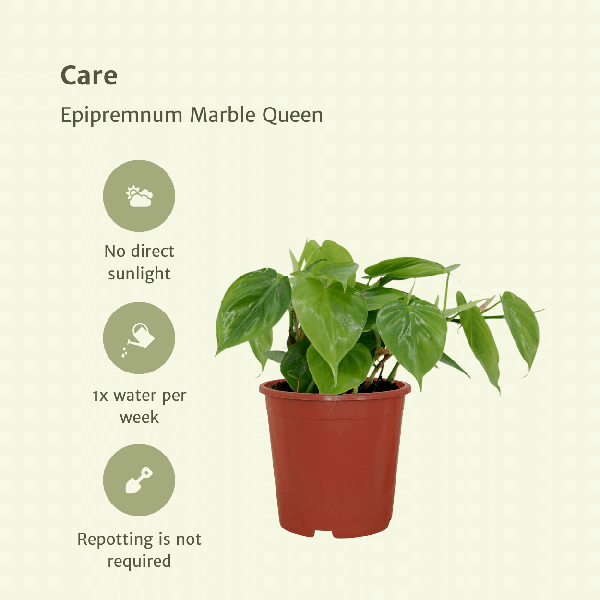 Philodendron Scandens - set van 2