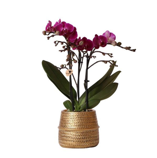 Paarse phalaenopsis orchidee - Morelia + Groove sierpot goud