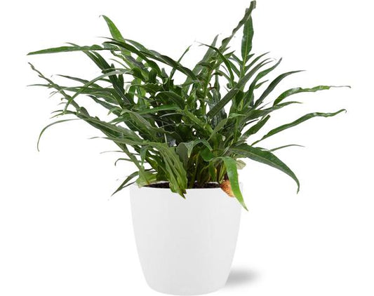 #AglaomorphaCoronans #IndoorPlants #Houseplants #DecorativePlants #PottedPlants #17cmPot #18x17cmPot #MediumSizePlant #45cmTallPlant #WhitePot #BrusselsPot #MinimalistDesign #DecorativePot #HomeDecor #OfficePlants #LivingRoomPlants #LowMaintenancePlants #Ferns #TropicalPlants #EvergreenPlants #OrnamentalPlants #EasyCarePlants #LowLightPlants #AirPurifyingPlants #IndoorGreenery