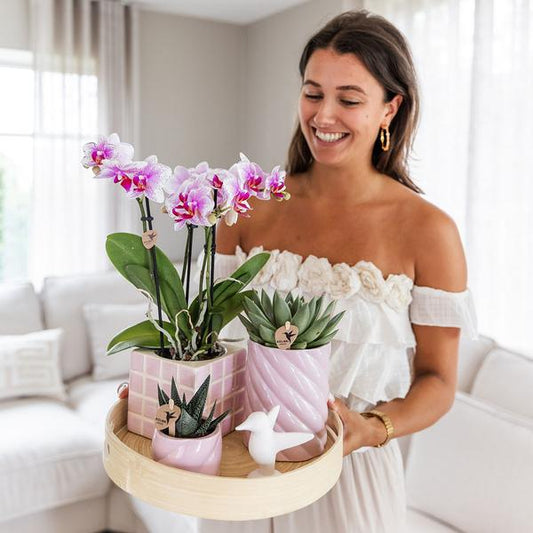 Roze Phalaenopsis Orchidee en Succulenten incl. keramieken sierpotten