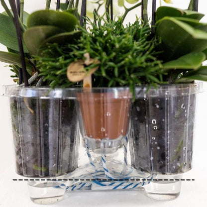 Witte orchideeën set in Reed Basket
