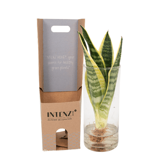 Sansevieria in Cilinderglas – Stijlvolle Groenblijver voor Elk Interieur