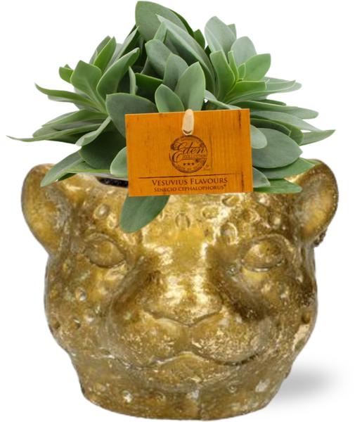 Senecio Cephalophorus + Planter Luipaard Goud