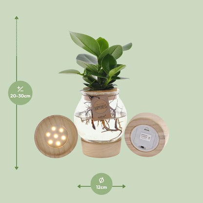 Clusia In Bolglas + Klikkurk + LED