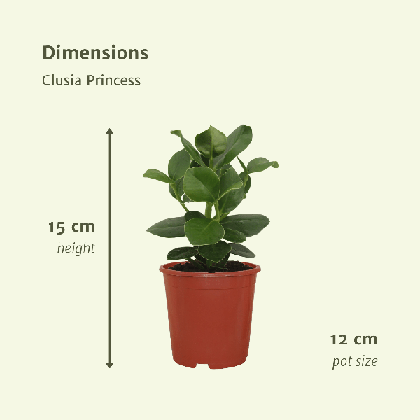 Clusia Princess (Handtekeningboom) 2 stuks
