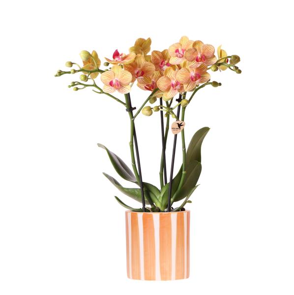 Oranje Phalaenopsis orchidee - Jamaica + Painted Stripe pot oranje