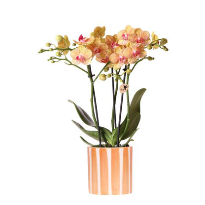Oranje Phalaenopsis orchidee - Jamaica + Painted Stripe pot oranje
