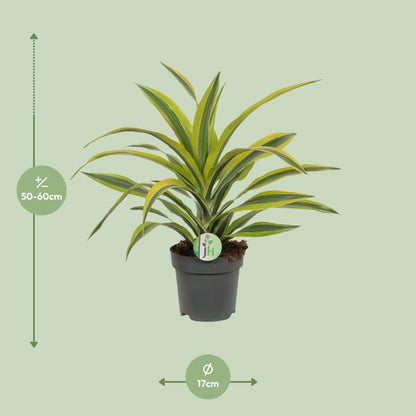Dracaena Fragrans Lemon Lime