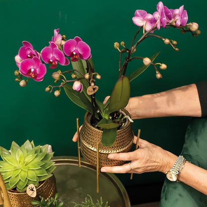 Paarse phalaenopsis orchidee - Morelia + Groove sierpot goud