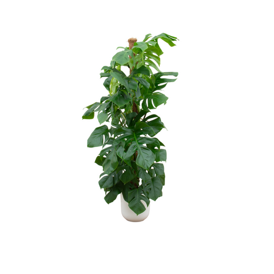 Combi deal - Monstera Pertusum XL inclusief elho Jazz Round wit