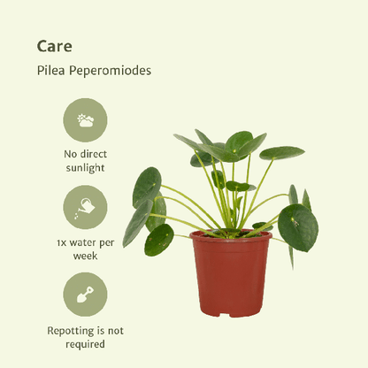 Pilea Peperomiodes - Pannekoekenplant set van 2