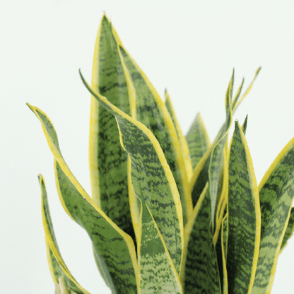Sansevieria Laurentii - Vrouwentong set van 2