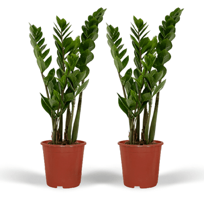 Zamioculcas Zamiifolia - Emerald palm - 50cm - ø14 set van 2