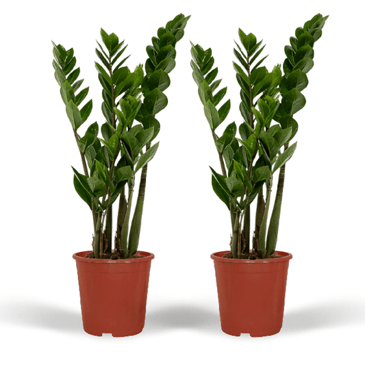 Zamioculcas Zamiifolia - Emerald palm - 50cm - ø14 set van 2