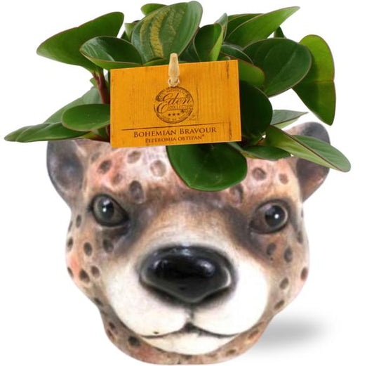 Peperomia Obtipan - Ø11cm - ↕15cm + Planter Luipaard Bruin