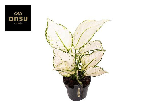 #AglaonemaWhiteJoy #Aglaonema #IndoorPlants #Houseplants #DecorativePlants #PottedPlants #12cmPot #SmallSizePlant #35cmTallPlant #LowMaintenancePlants #AirPurifyingPlants #IndoorGreenery #TropicalPlants #EvergreenPlants #EasyCarePlants #ModernDecor #OfficePlants #LivingRoomPlants #StylishPlants #PlantLovers #HomeDecor