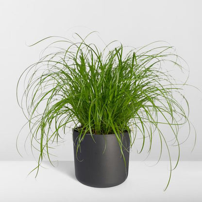 Cyperus Alternifolius - Kattengras