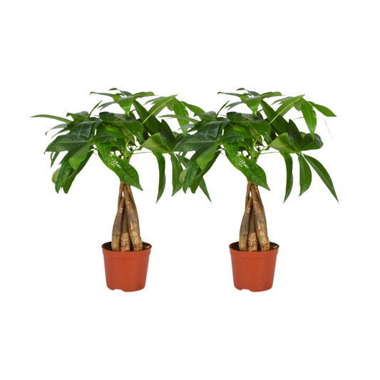 Pachira Aquatica Gevlochten Stam - 2 stuks