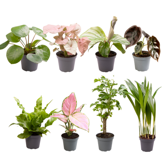 Baby Plantjes Verrassingsbox