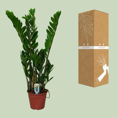 Zamioculcas Zamiifolia