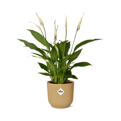 Spathiphyllum 12 Cm Torelli  in ELHO Vibes Fold 14cm geel