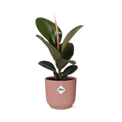 Ficus Elastica ‘Robusta’ in ELHO Vibes Fold roze
